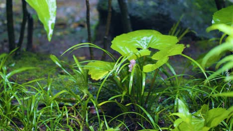 Lluvia-Suave-Cae-Sobre-La-Vegetación-Exterior-Y-El-Musgo,-Kirishima-Japón