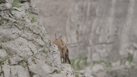 Close-up:-Chamois-Cubs-climbing-on-up-a-rock-high-up-in-the-mountains