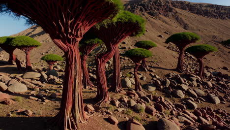 otherworldly landscape with unique dragon's blood trees