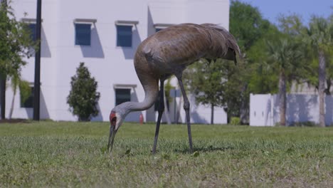 Full-body-shot-of-Sandhill-Crane-grazing-in-suburban-grass