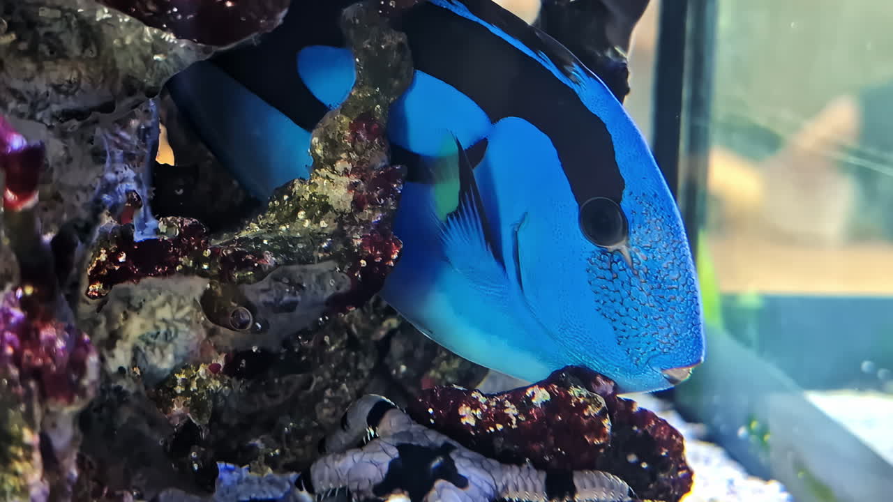 Exotic tropical blue fish aquarium colorful up-close underwater life sea plants