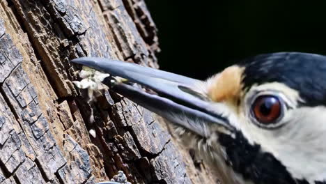 close-up of a woodpecker foraging on a tree