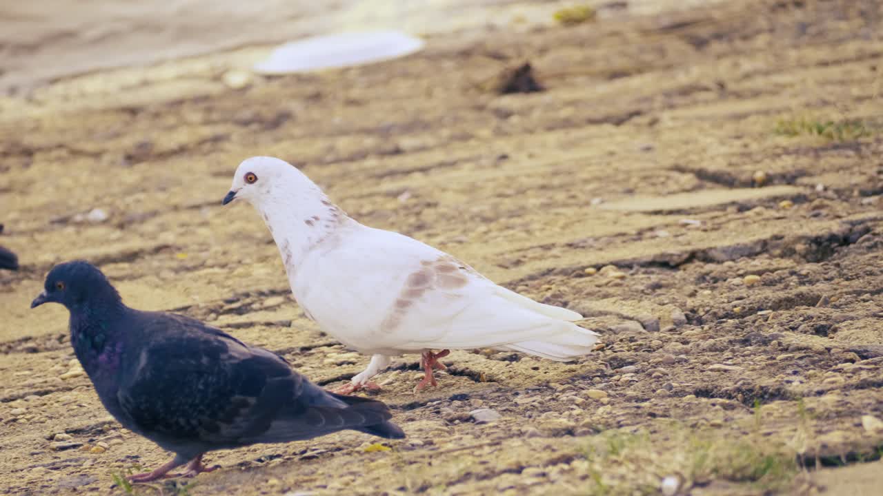 White and Grey Pigeons on the Ground