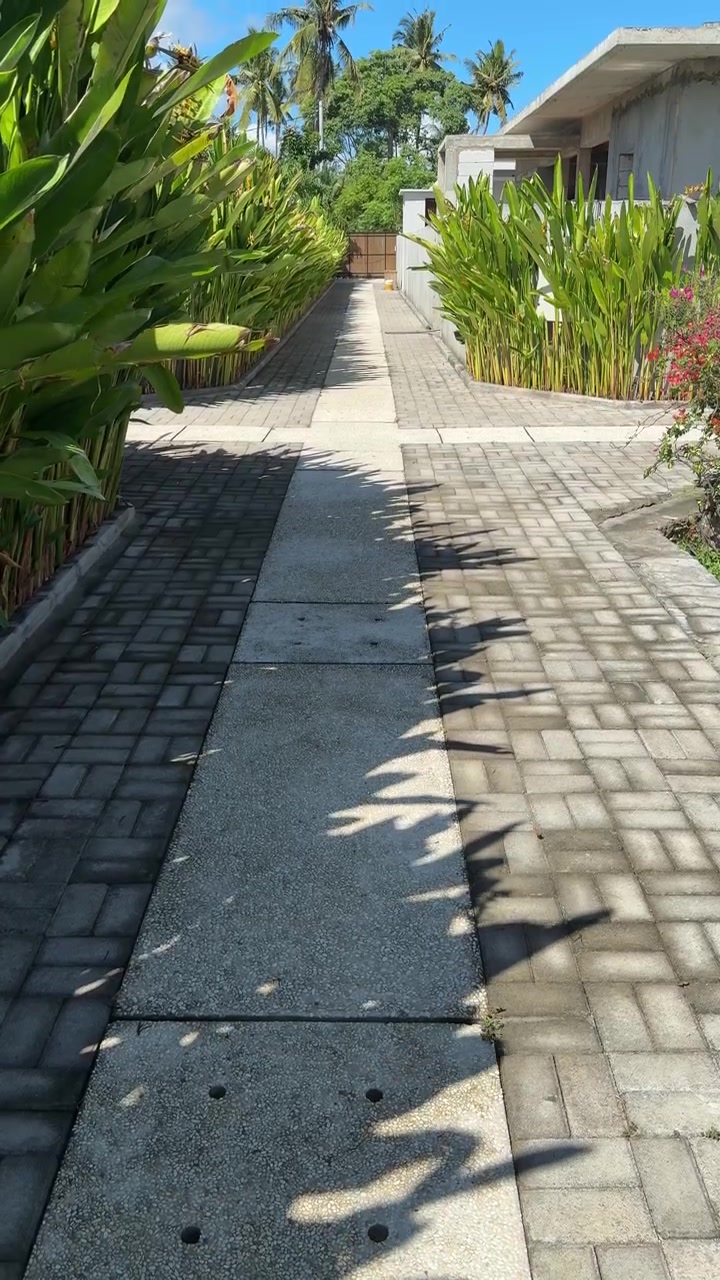 Tropical Pathway Lined with Green Plants on a Sunny Day
