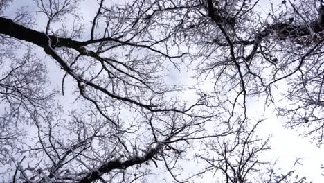 Nieve-Que-Cae-De-Las-Ramas-De-Los-árboles-Bajo-Un-Cielo-Nublado-En-Un-Día-De-Invierno,-Tiro-Rodante