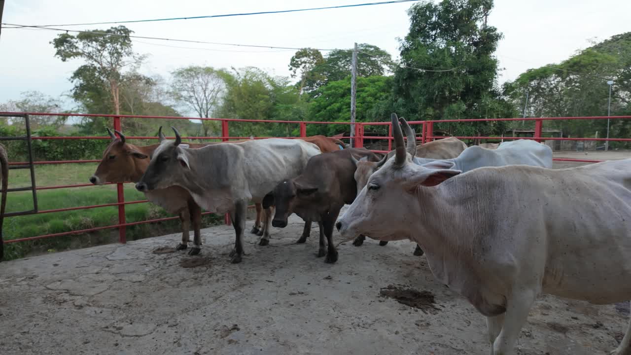 Preparing cows for milking on a farm, cattle gathered near a fence with their horns visible