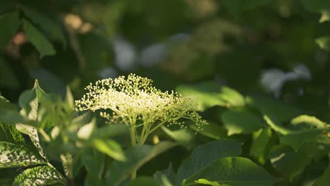 una hermosa flor de saúco iluminada por el sol en el fondo de un bosque
