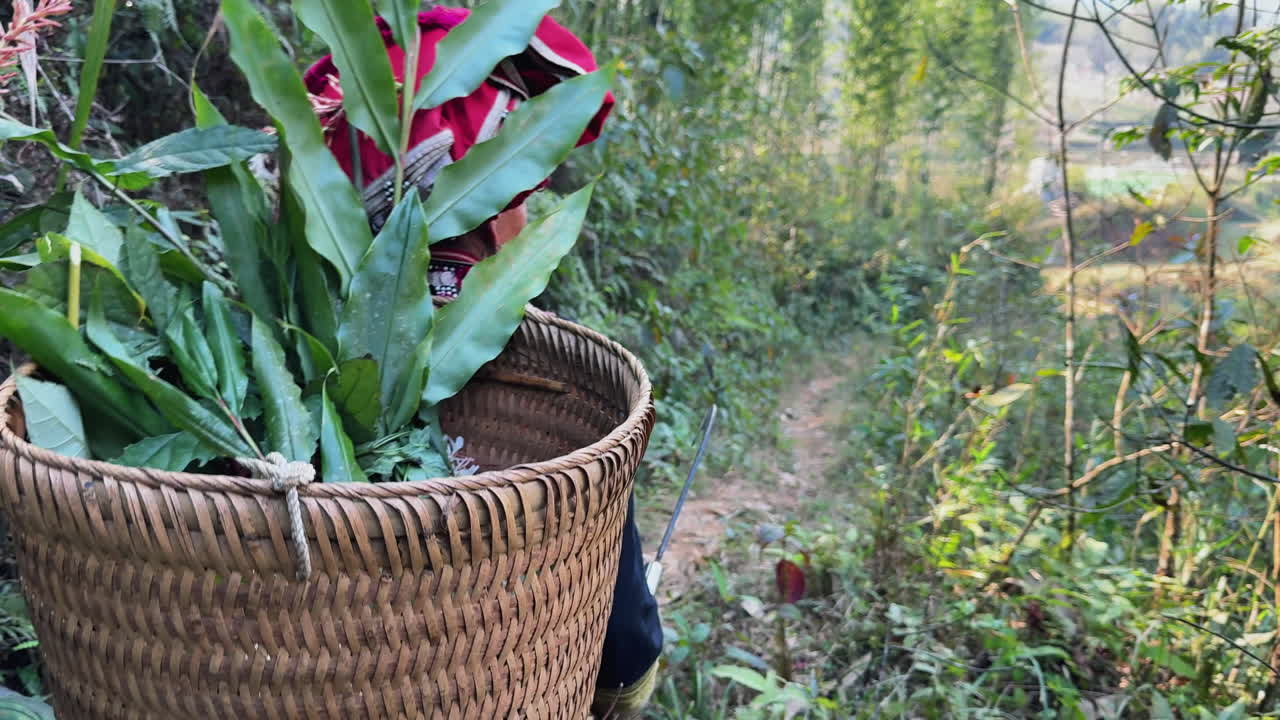 Local farmer walking through trees gathering herbs in rural Vietnamese village, with bright sunlight shining. Shot on 4K