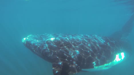 a beautiful right whale gracefully swimming below the waves - underwater