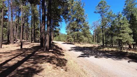 un ternero solitario corre a través de los árboles para unirse al resto de la manada en el campo abierto
