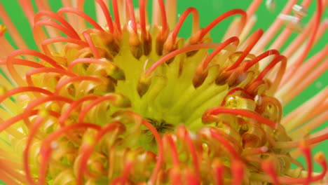 close-up of a pincushion protea flower