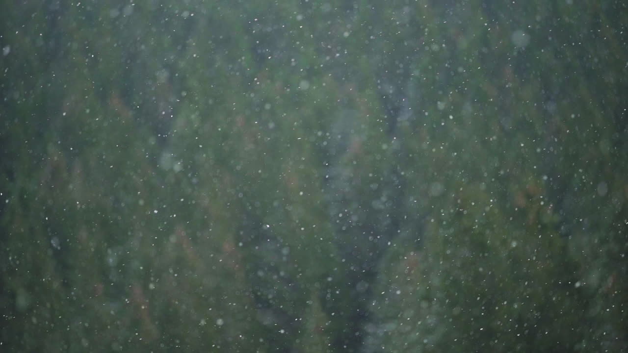 Snow falling on trees