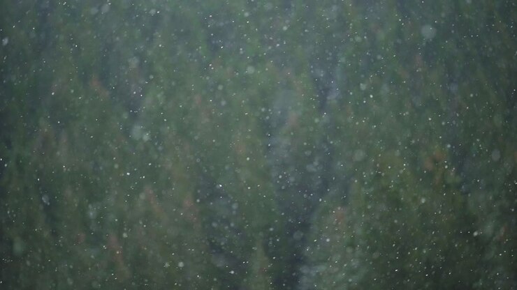 Snow falling on trees