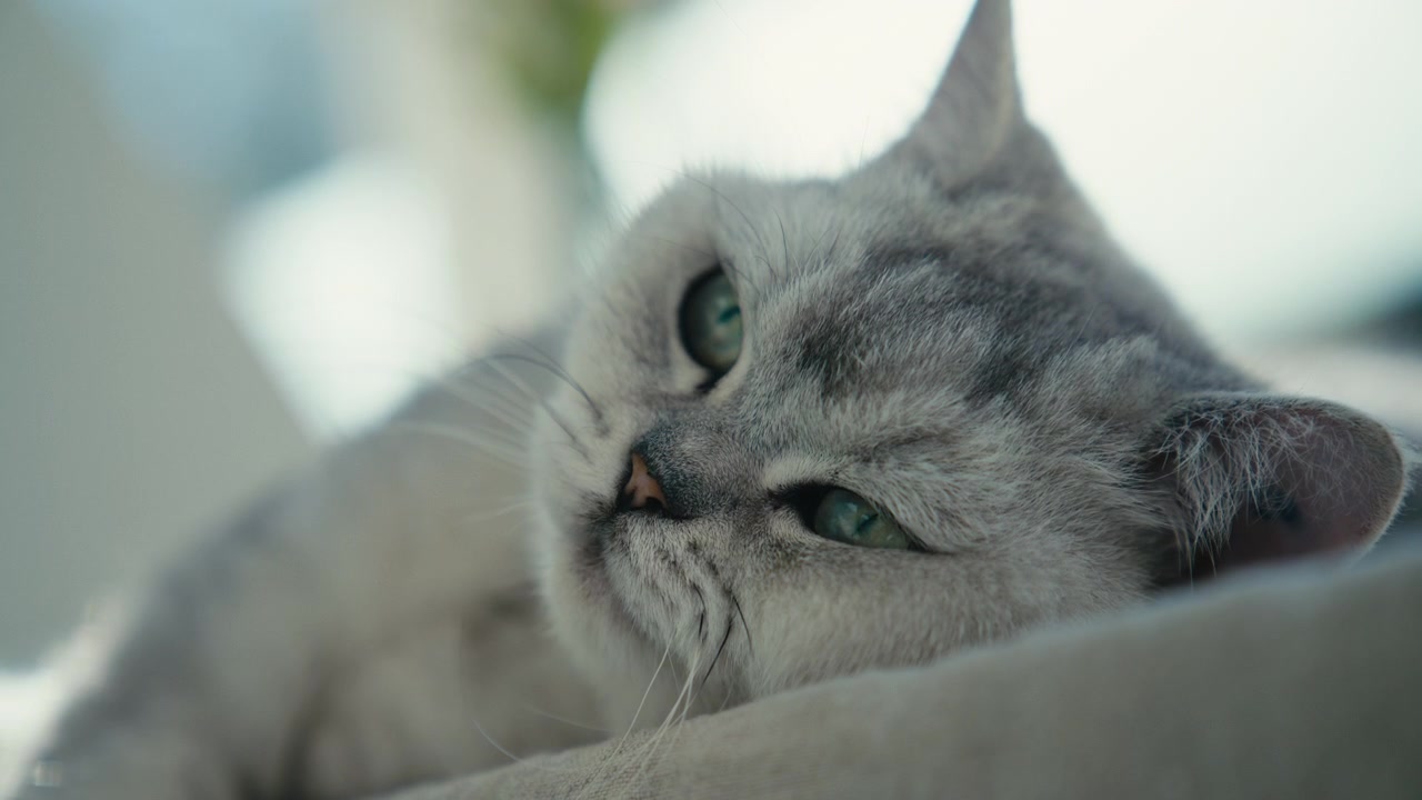 Una vista ravvicinata e intima di un gatto British Shorthair che riposa in una luce soffusa, con occhi verde chiaro, pelliccia argentata e morbida, e un'espressione irresistibilmente tenera che riempie l'inquadratura