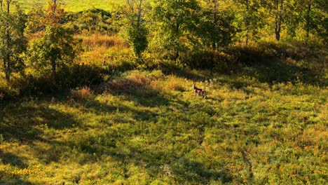 two deers in a field duringthe soft light of the morning. the landscape is bathed in golden hues, with trees casting long shadows. nature is alive and undisturbed in this peaceful moment.