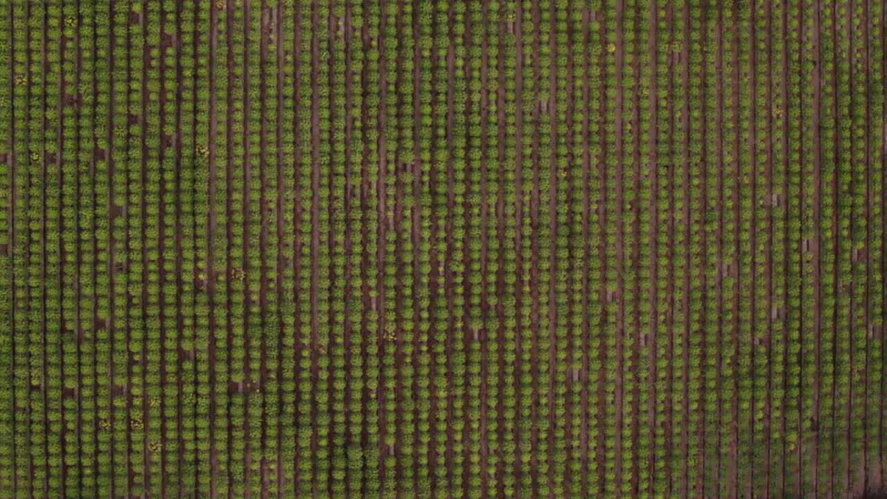 vista aérea de los árboles de papaya agricultura en un huerto en lima