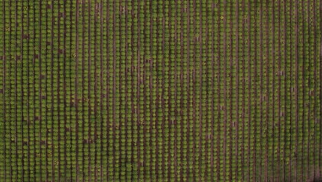 vista aérea de los árboles de papaya agricultura en un huerto en lima