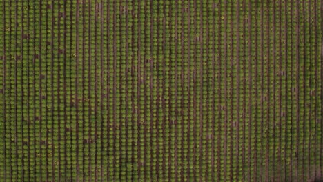 overhead aerial view of papaya trees agricultural farming in an orchard in lima