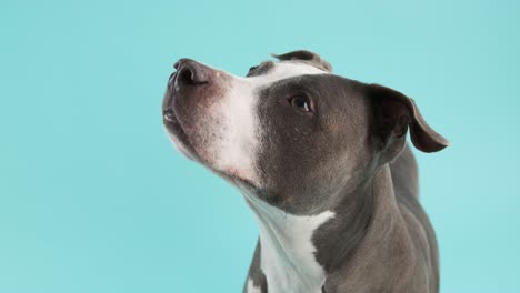 curious pit bull against a blue background