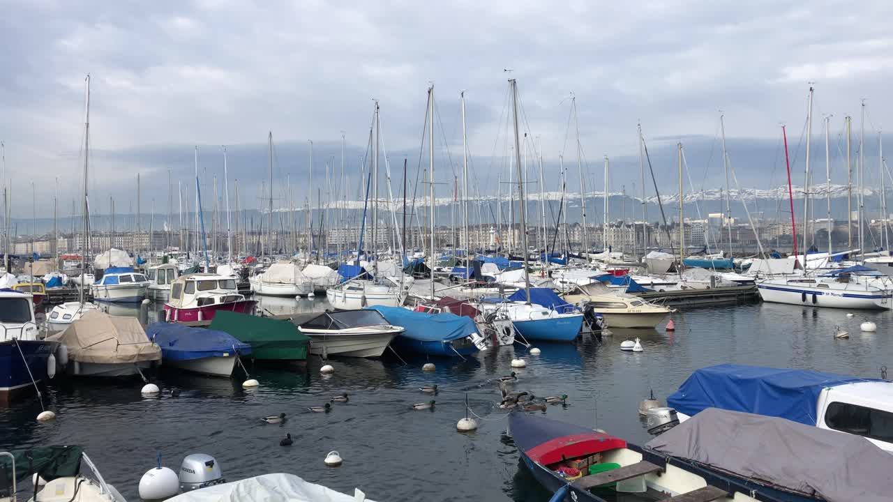 Ducks swimming by at the Geneva Marina