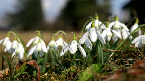 Nahaufnahme-Mehrerer-Weißer-Schneeglöckchen-Pflanzen-Auf-Dem-Boden