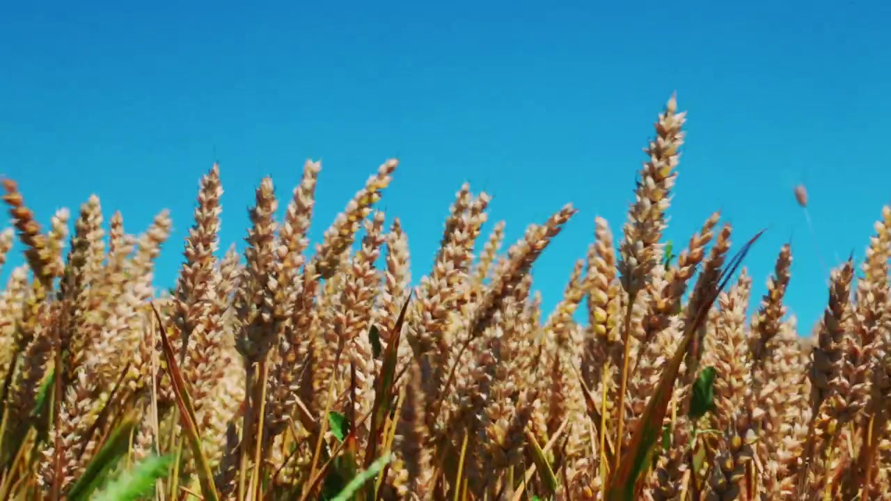 Primer plano de campo de trigo y cielo azul en un día ventoso