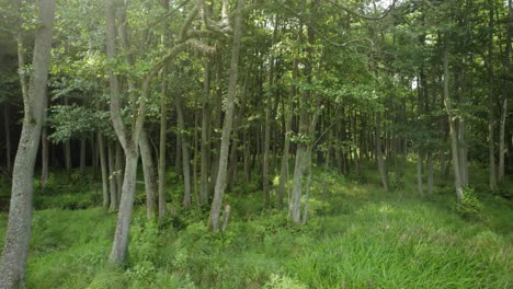 Aerial-trucking-shot-of-the-trees-growing-on-the-wetlands-with-sun-rays-shining-through-the-foliage