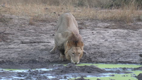 vista frontal estática de un león macho solitario bebiendo agua de un charco