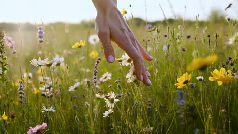hand touching flowers in a summer meadow