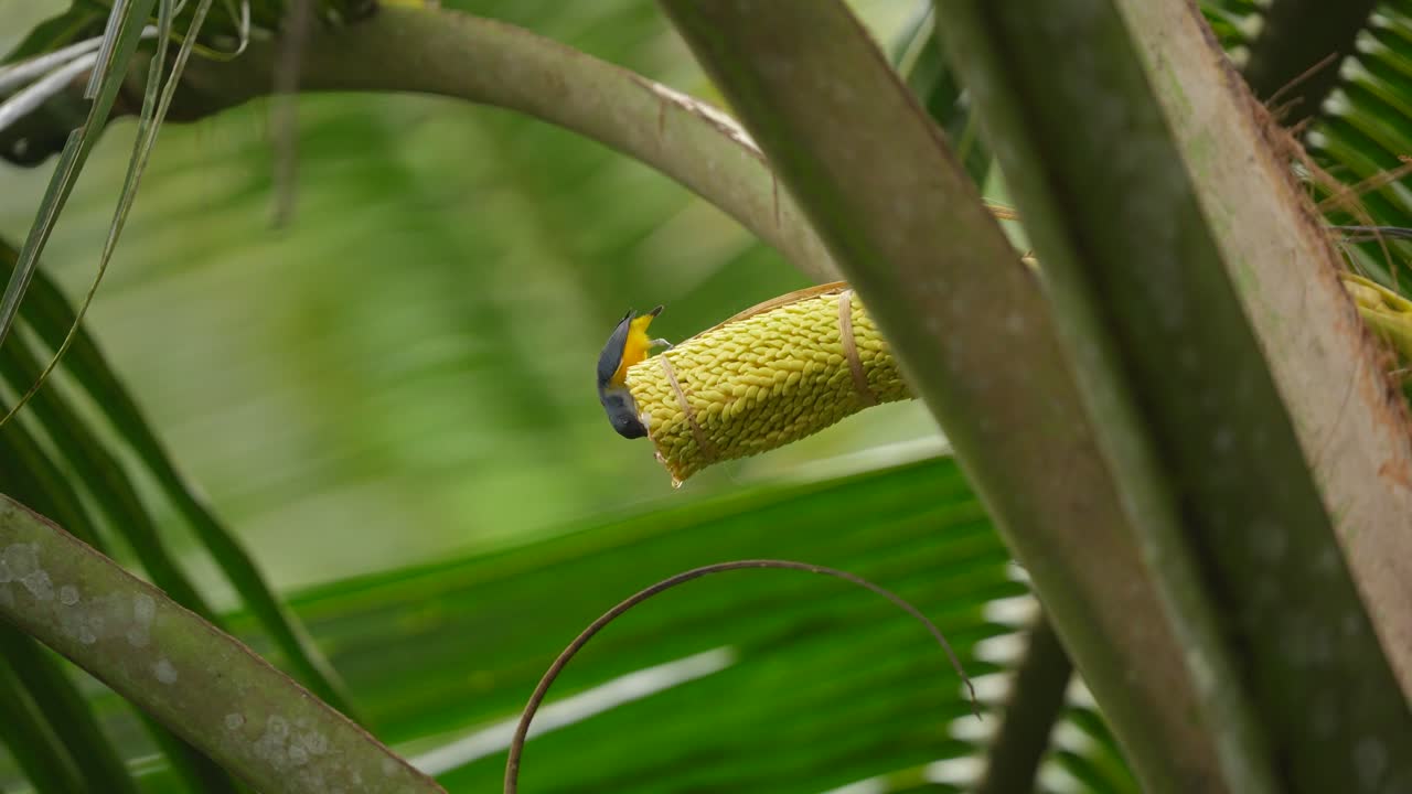 un pico de flores de vientre naranja macho está chupando una flor de coco