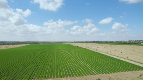 Straw-and-Green-Fields-At-Sdot-Negev-Settlement's,-Israel