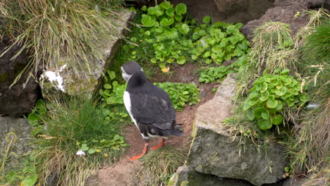 frailecillo con plumaje sucio volviendo a la cámara