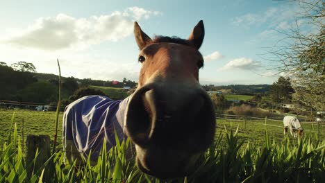 close wide-angle shot of the face of a horse smelling the camera in slow motion