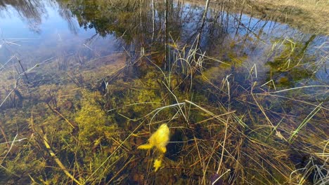dead female common toad (bufo bufo) next to her frogspawn at the bottom of a shallow pond.