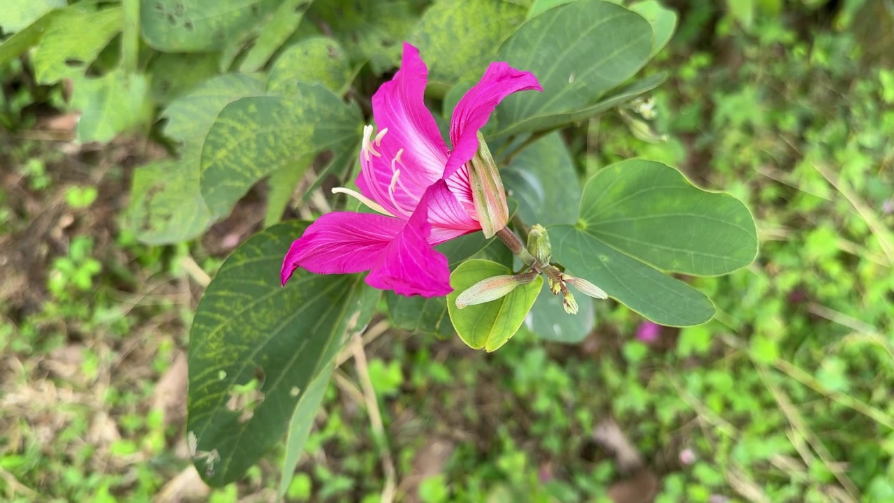 Fiore di Bauhinia rosa vivace che sboccia in natura.