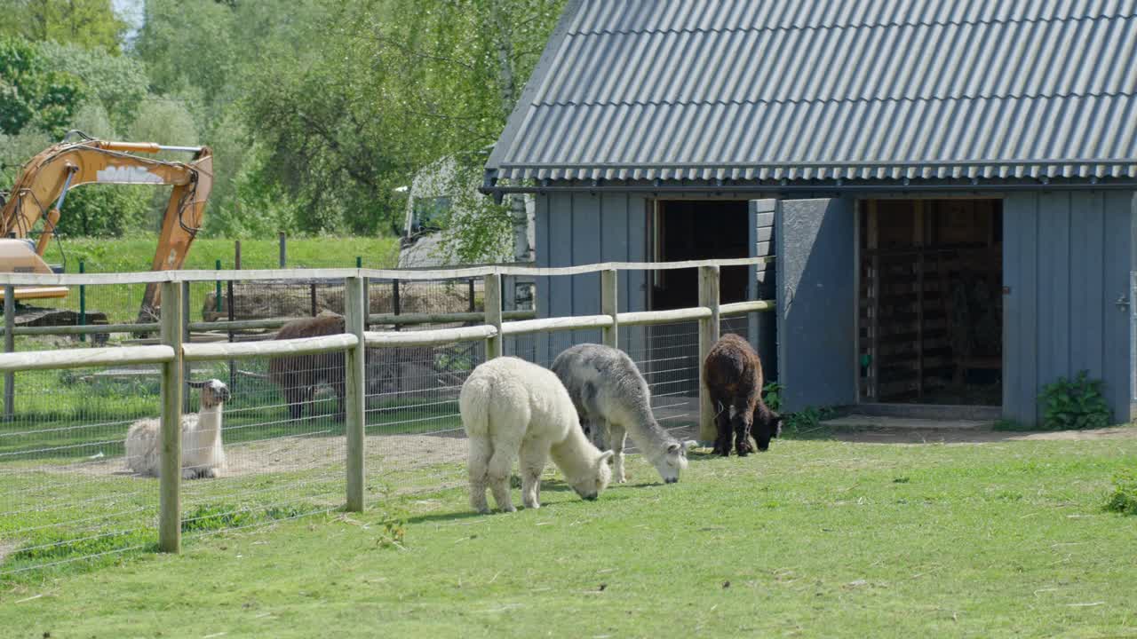 Multiple llamas rest and move about inside their zoo habitat