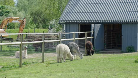 multiple llamas rest and move about inside their zoo habitat