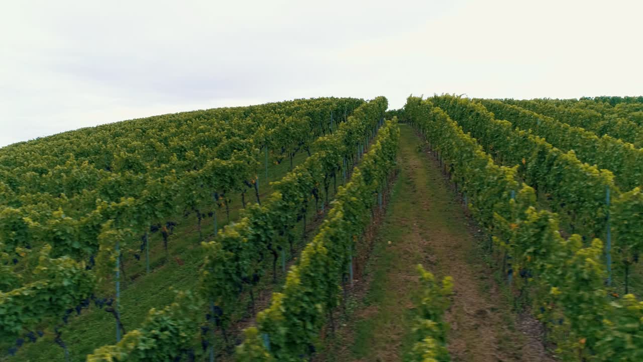 vides de uva cerca de pueblos y ciudades en el campo antena