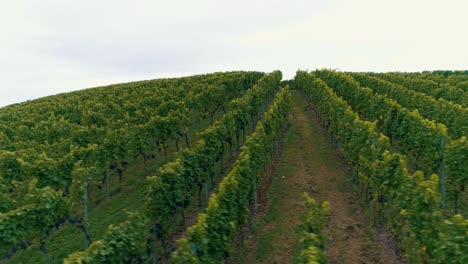 vides de uva cerca de pueblos y ciudades en el campo antena