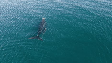 Toma-Aérea-De-Seguimiento-De-Dos-Ballenas-Que-Se-Acercan-Para-Respirar---Cámara-Lenta