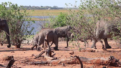 a herd of african bush elephants walks past, the chobe river beyond