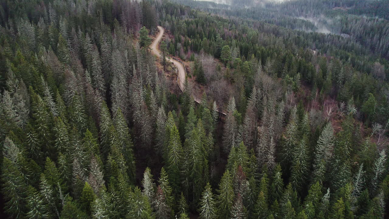 carretera aislada en medio de un bosque de coníferas cerca de holmenkollbakken en la ciudad de oslo, noruega