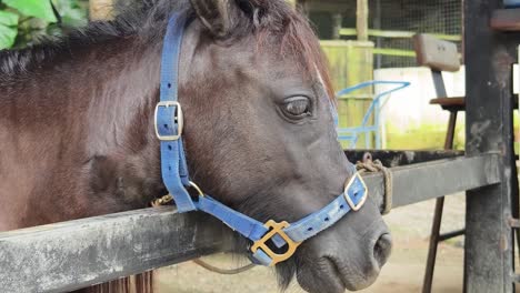 close-up of a horse's head at a farm