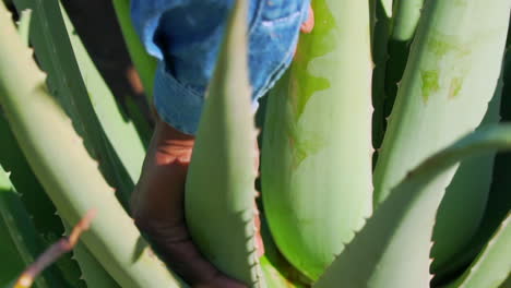 worker harvesting aloe vera in mexican planting