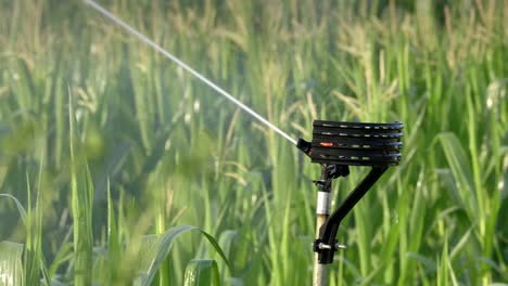 Sprinklers-watering-field-at-sunrise