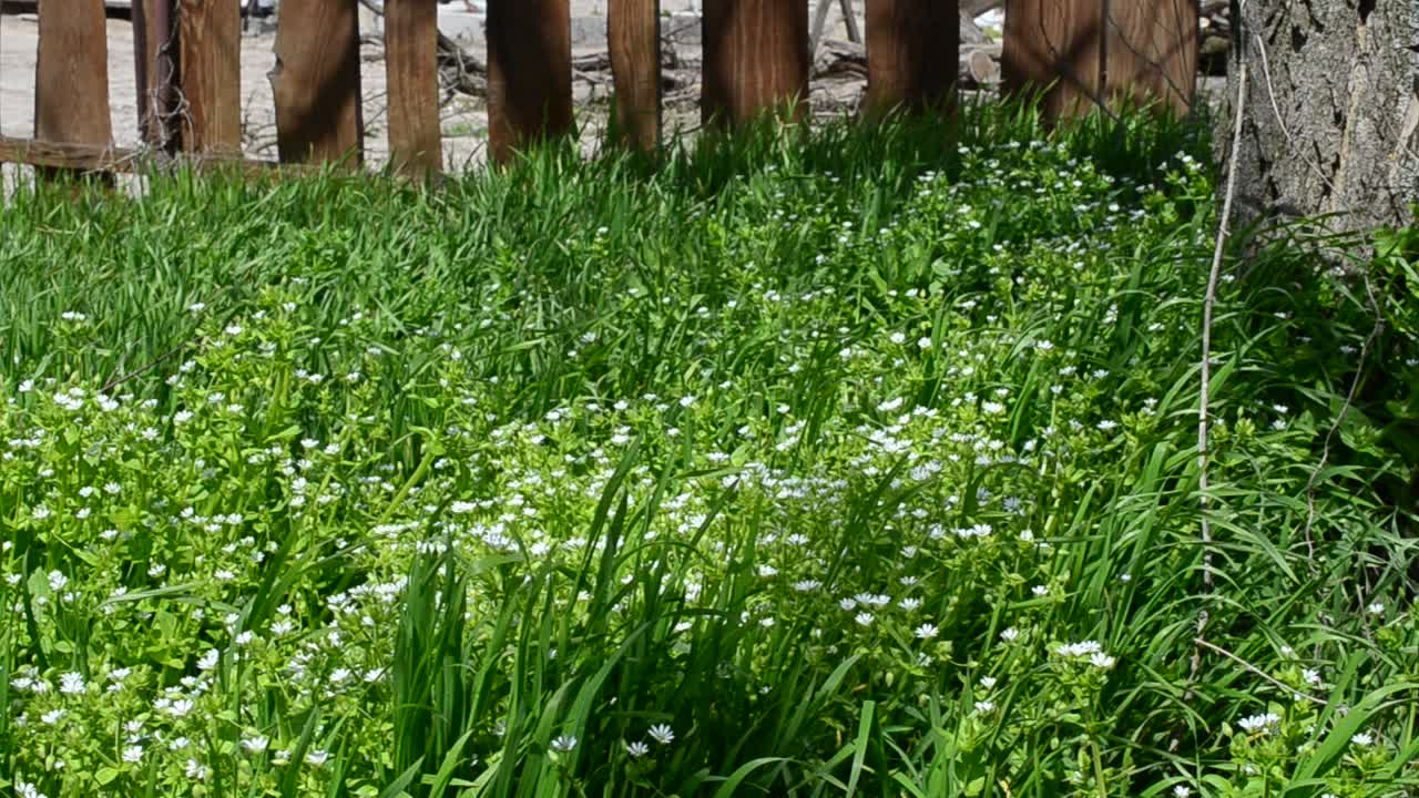 Recinzione nel villaggio. Fiori bianchi.