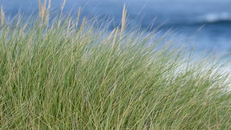 Gesunder-Strandhafer-An-Der-Küste,-Der-Die-Sanddünen-Stabilisiert