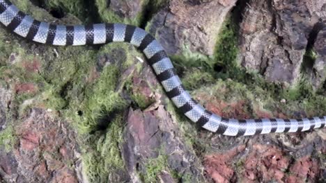 yellow lipped sea krait, laticauda colubrine, crawls across rock on land