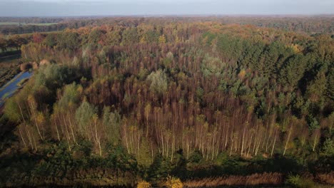 cultivated birch forest in autumn colored woods seen from above in dutch province noord-brabant near town of vught