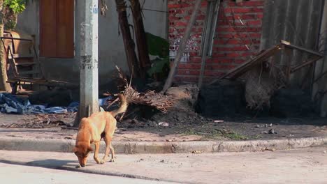 Un-Perro-Callejero-Deambula-Por-La-Calle-En-Un-Pequeño-Pueblo-De-China